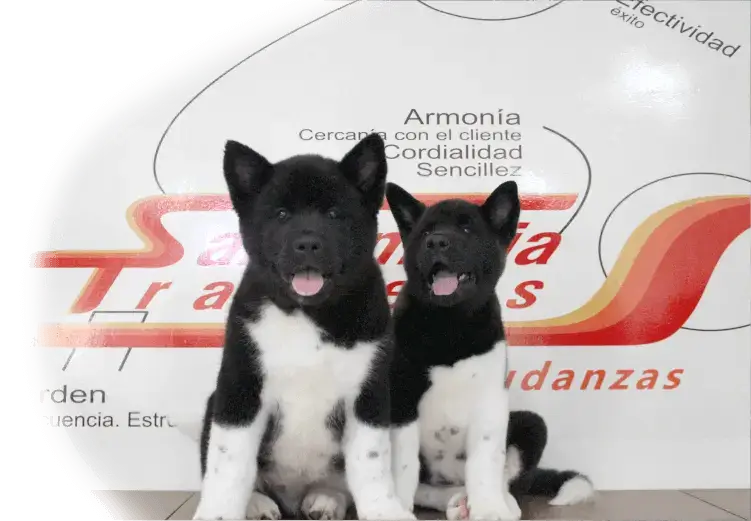 2 Perros en oficina de SantaMaria Trasteos para el servicio de traslado de mascotas